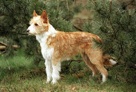 podenco portugués|Portuguese Podengo Dog Breed Information and。